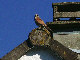 All sorts of birds in the area