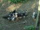 Duck Family