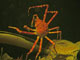 Japanese Spider Crab