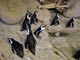 Lots of wee penguins