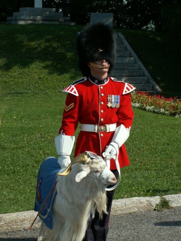 Batisse the goat
