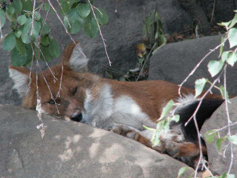 Fox