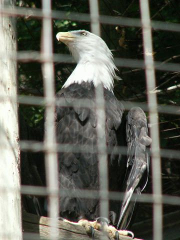 White headed eagle