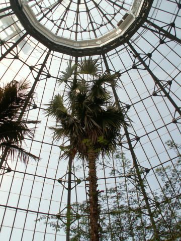 Inside the greenhouse