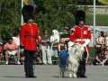 The Regimental Mascot