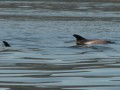 Les dauphins