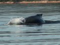 La baleine � bosse