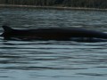 Un rorqual remont &agrave; cot&eacute; de nous
