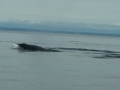 Au revoir les baleines