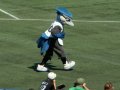 The Blue Jays' Mascot