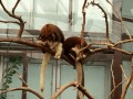 Tree kangaroos