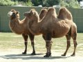 Camels