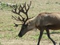 Reindeer