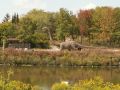 Dinosaur