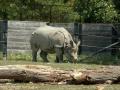 Rhino
