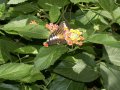 In the butterfly house