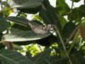 In the butterfly house