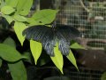 In the butterfly house