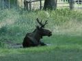 This is a moose