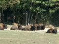 Bison