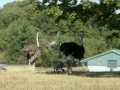 Ostrich youngsters