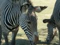 Zebra crossing