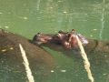 Hippo