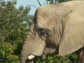 Elephants
