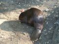 Oh look a beaver
