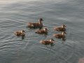 Family Duck
