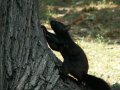 Scampering about