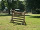 The start of the dogs' display