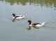Displays explain just which duck is which