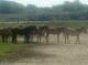 The area is also famous for its ponies