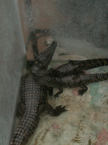 Baby crocodiles