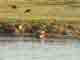 Les r�coltes