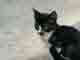 Le chaton