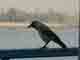 Caw ! look at that