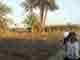 In the fields of sugar cane
