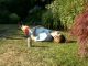 Out cold on the lawn