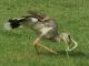 Giving the snake a damn good thumping