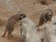 Meerkats