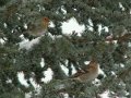 Waiting in the tree