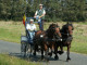Belgian Ardennes horses