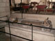 Richard the Lionheart's heart