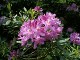 Rhododendrons in the garden