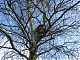 First we climb the tree