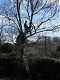 Me, king of tree