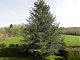 The spruce is getting far too big