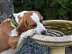 What is it with Marlow and bird baths ?
